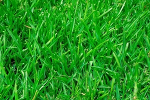 Спасаем газон после зимы – сделайте эти простые процедуры