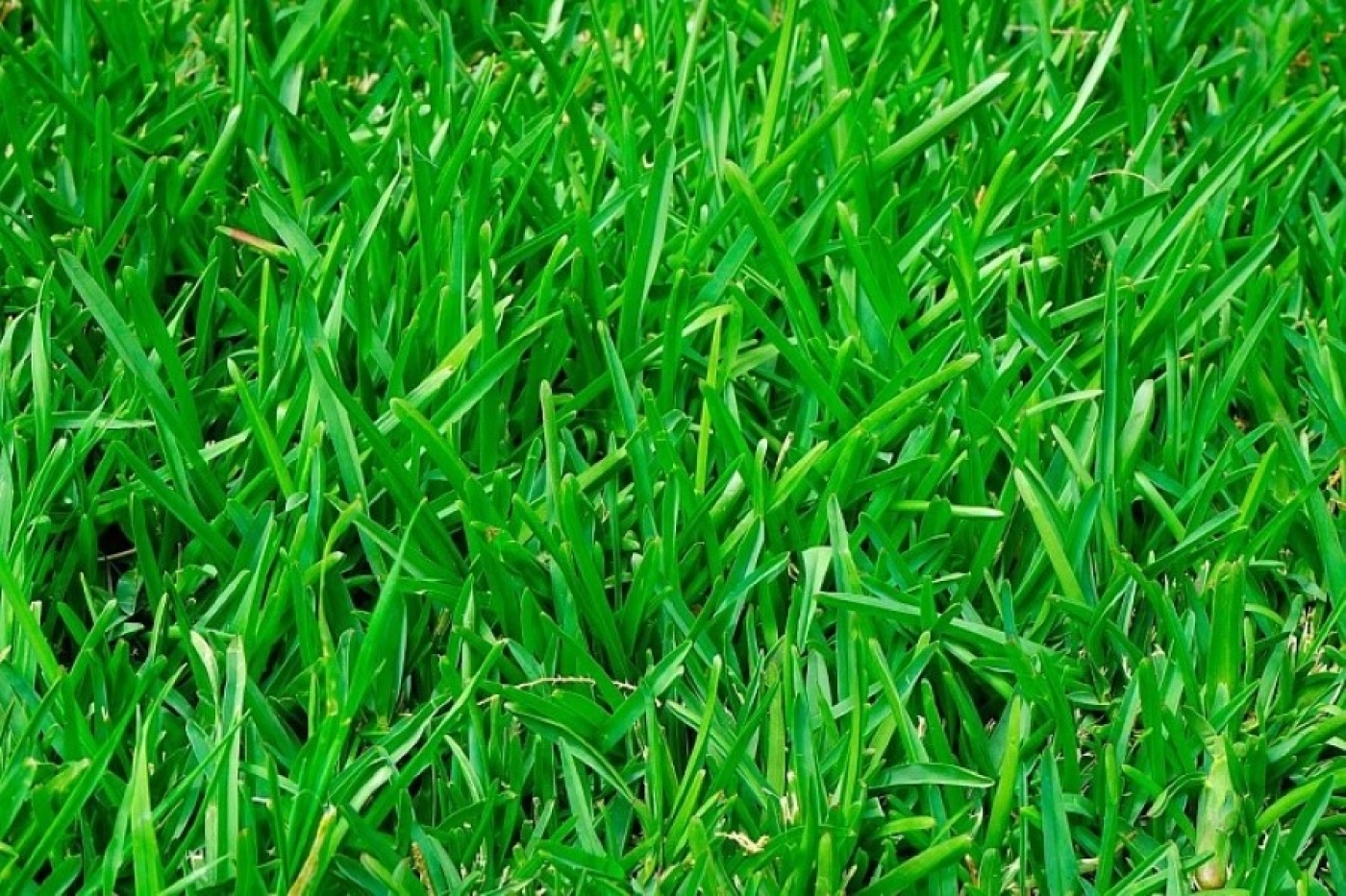 Спасаем газон после зимы – сделайте эти простые процедуры