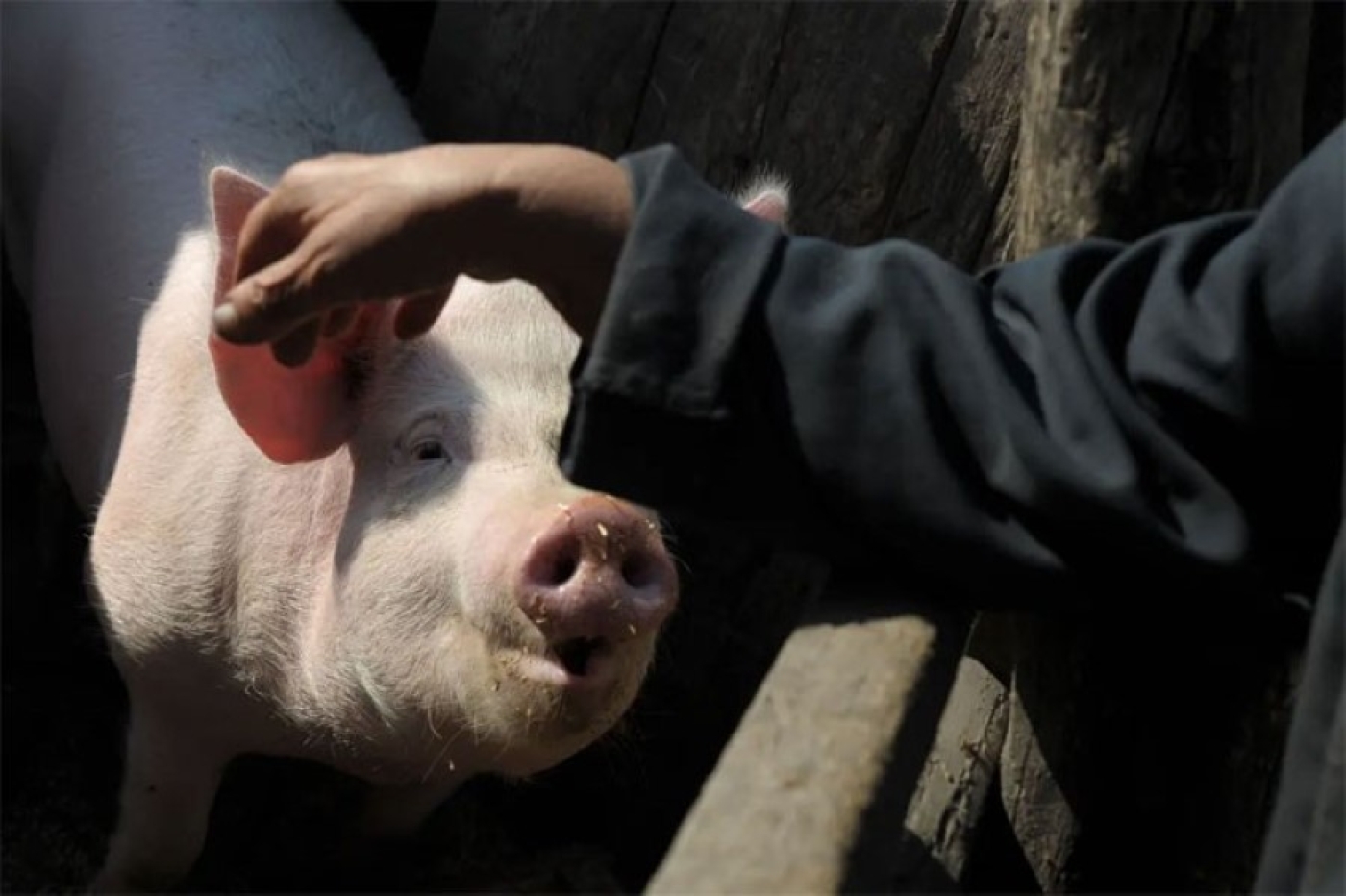 Три месяца ареста за кражу поросят
