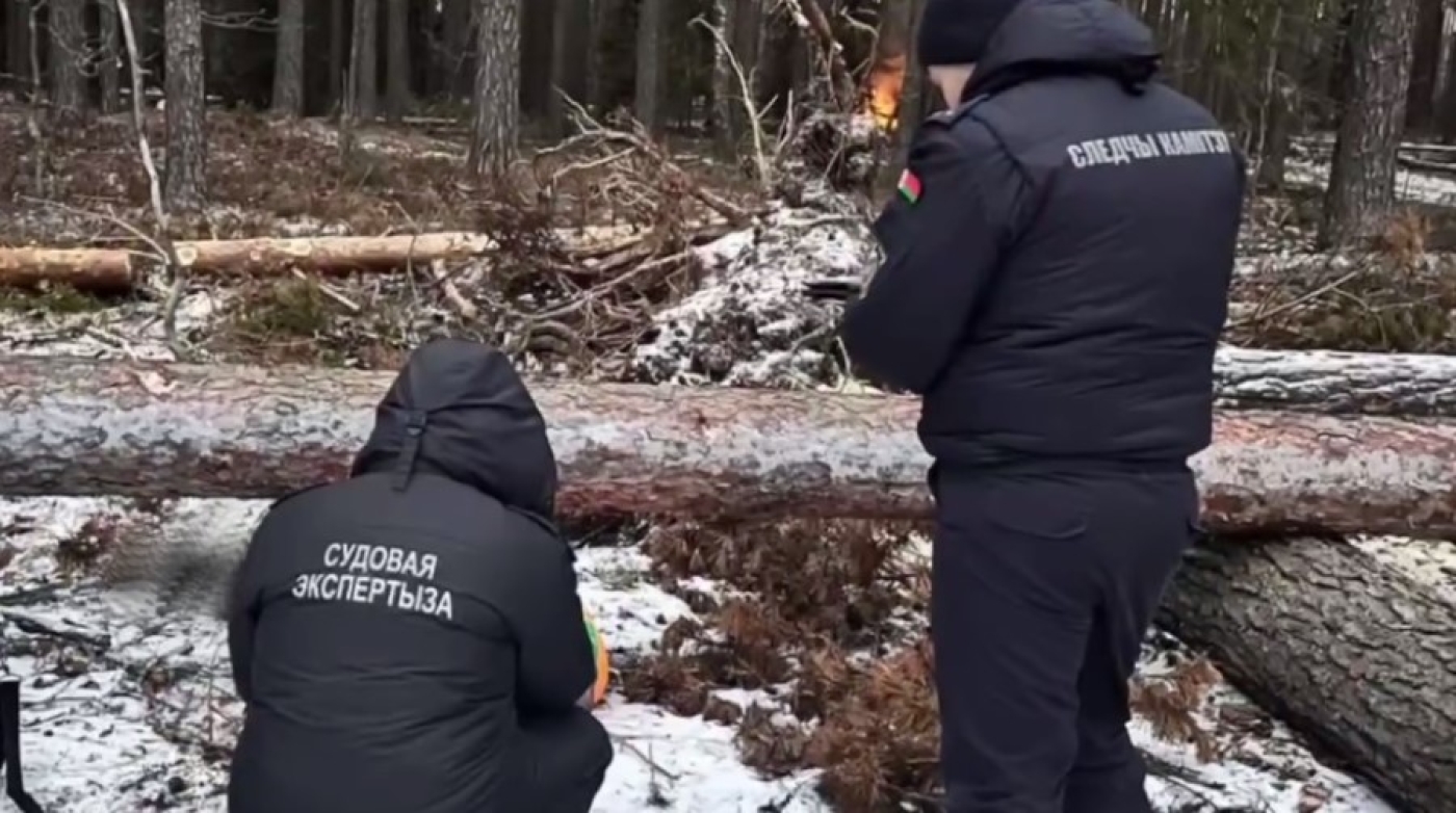 Вальщика леса насмерть придавило деревом в Быховском районе