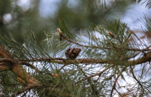 В Бобруйском районе пенсионер заблудился в лесу