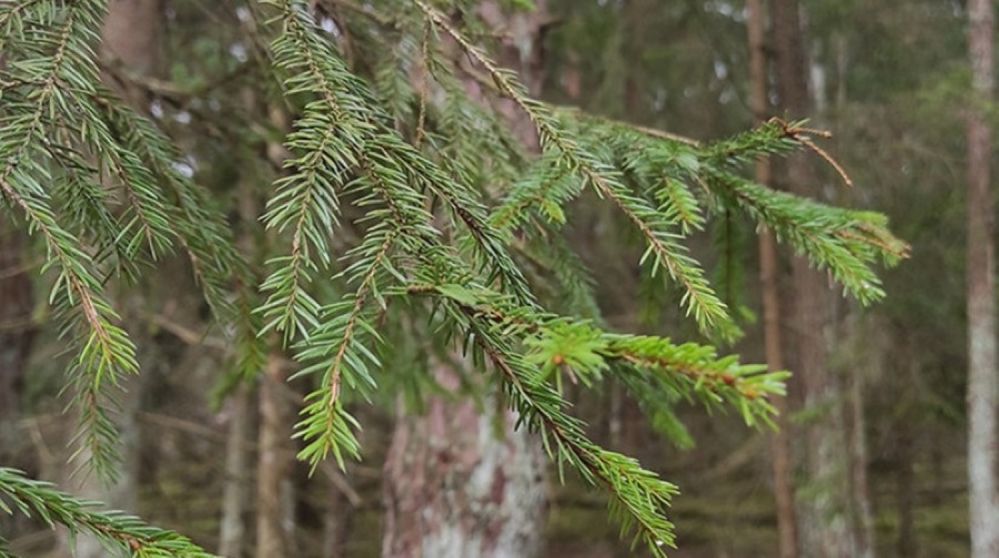 Ограничения на посещение лесов действуют в большинстве районов Беларуси