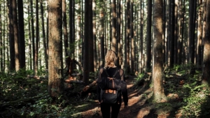 Запрет на посещение лесов действует в 13 районах Беларуси