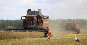 Аграрии Беларуси намолотили 3 млн тонн зерна