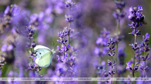 До +33°С и дожди ожидаются сегодня в Беларуси