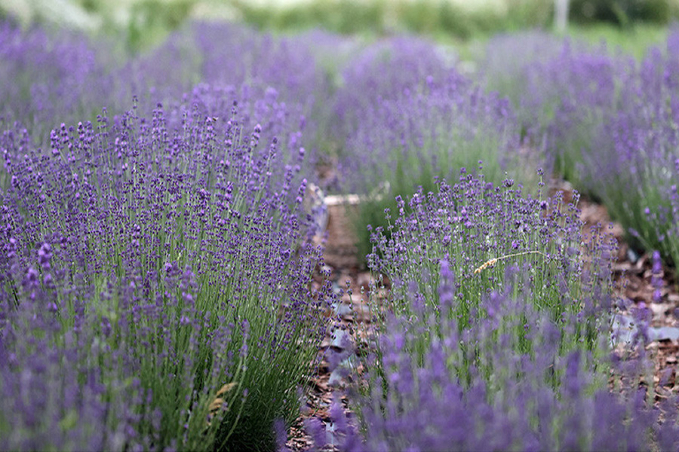 Оранжевый уровень опасности объявлен в Беларуси 17 августа из-за жары