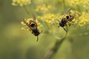 Что делать, если ребенка укусила пчела или оса? Отвечает педиатр