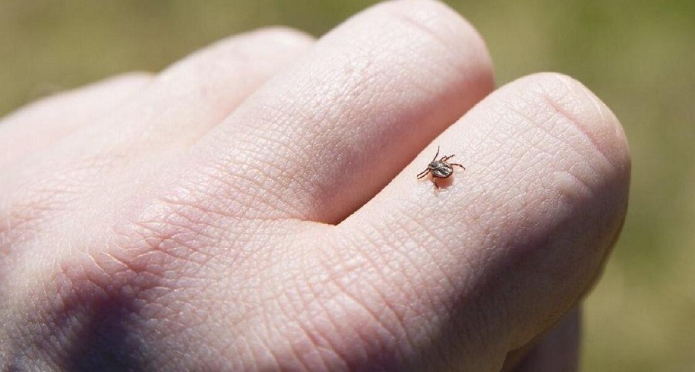 БЕРЕГИТЕСЬ КЛЕЩЕЙ!