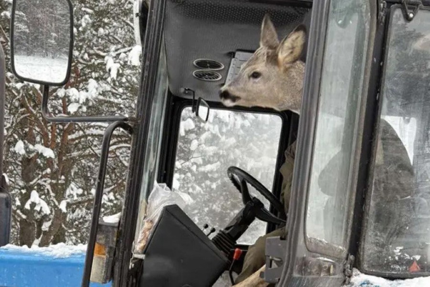 Под Бобруйском лесоводы пустили косулю погреться в кабине трактора