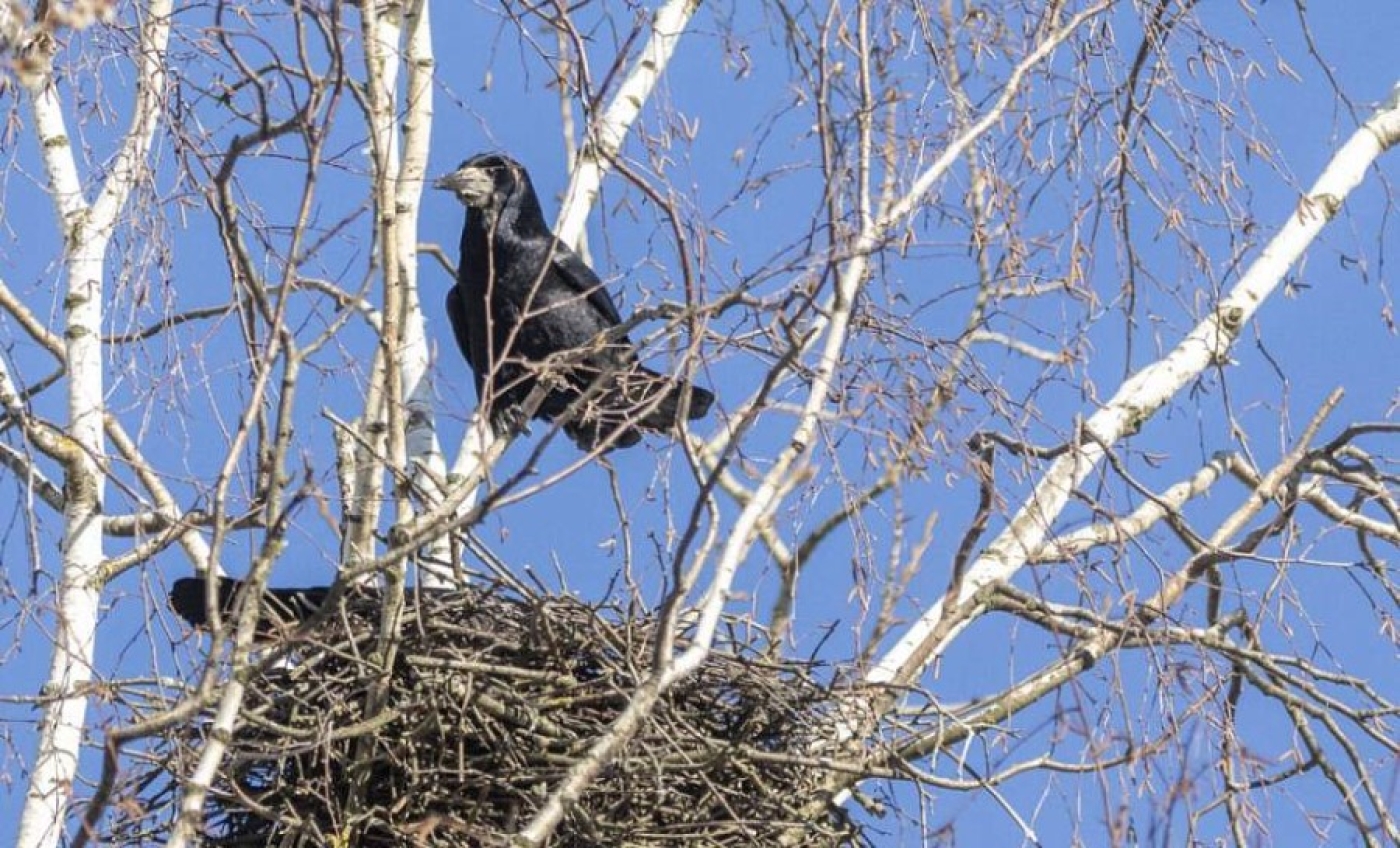 За разорение птичьих гнезд грозит штраф. О какой сумме идет речь?