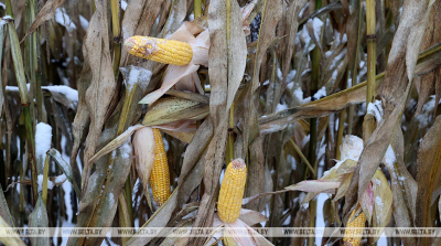 КГК о результатах проверки: в 49 сельхозорганизациях не завершена уборка кукурузы