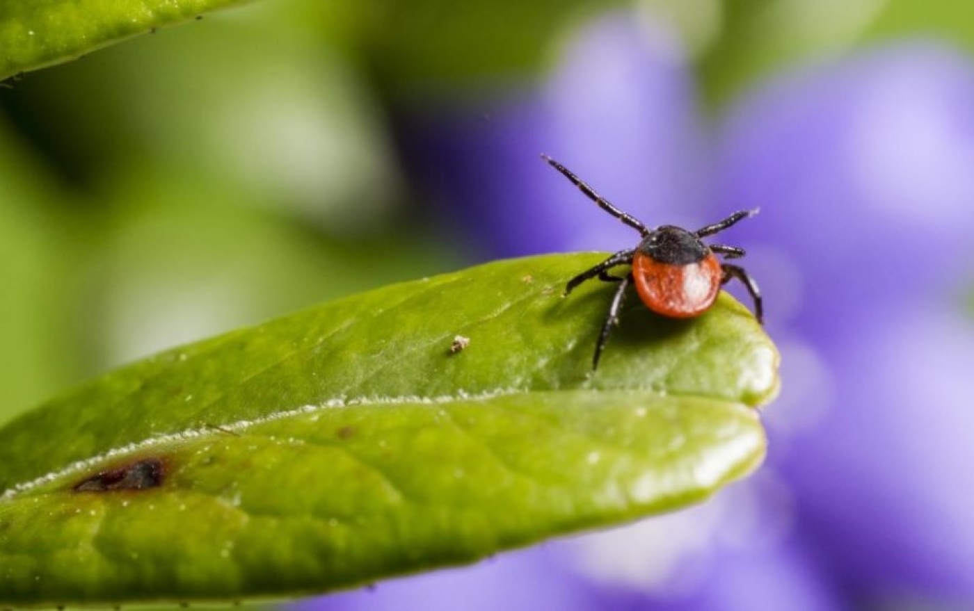 Будьте осторожны, сезон клещей продолжается