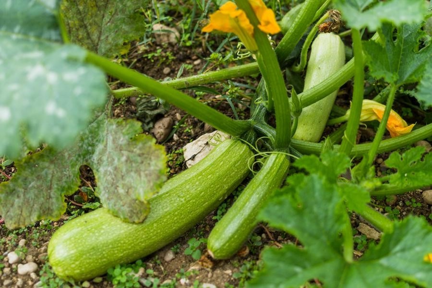 Как спасти кабачки от вершинной гнили