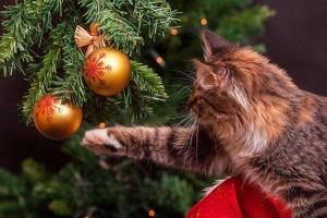 Как правильно выбрать елку, чтобы она долго простояла – инфографика