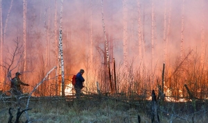 Девять лесных пожаров ликвидированы в Беларуси за сутки