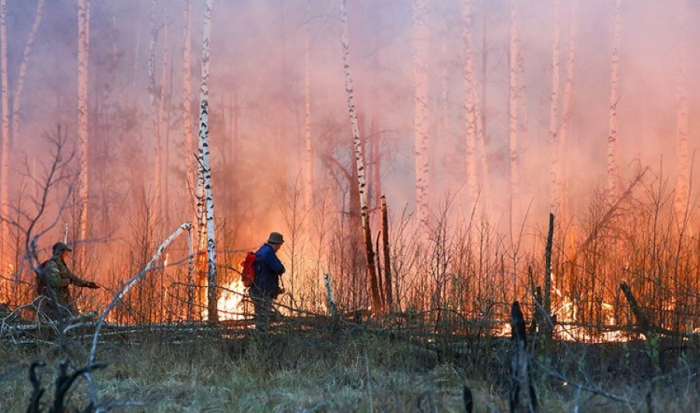 Девять лесных пожаров ликвидированы в Беларуси за сутки