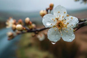 Прогноз погоды на 15 апреля: временами дожди, местами возможны грозы и до +20 °С