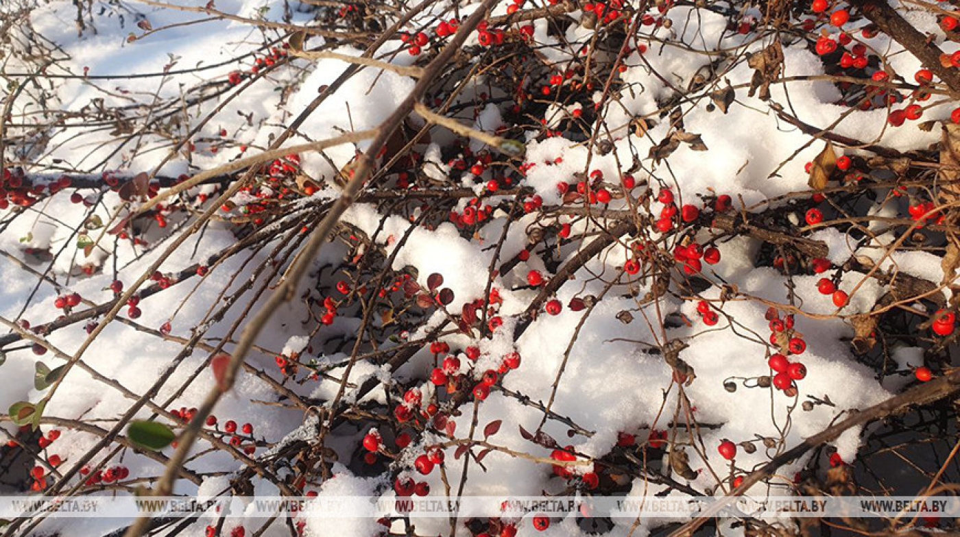 Мокрый снег и гололедица ожидаются сегодня в Беларуси