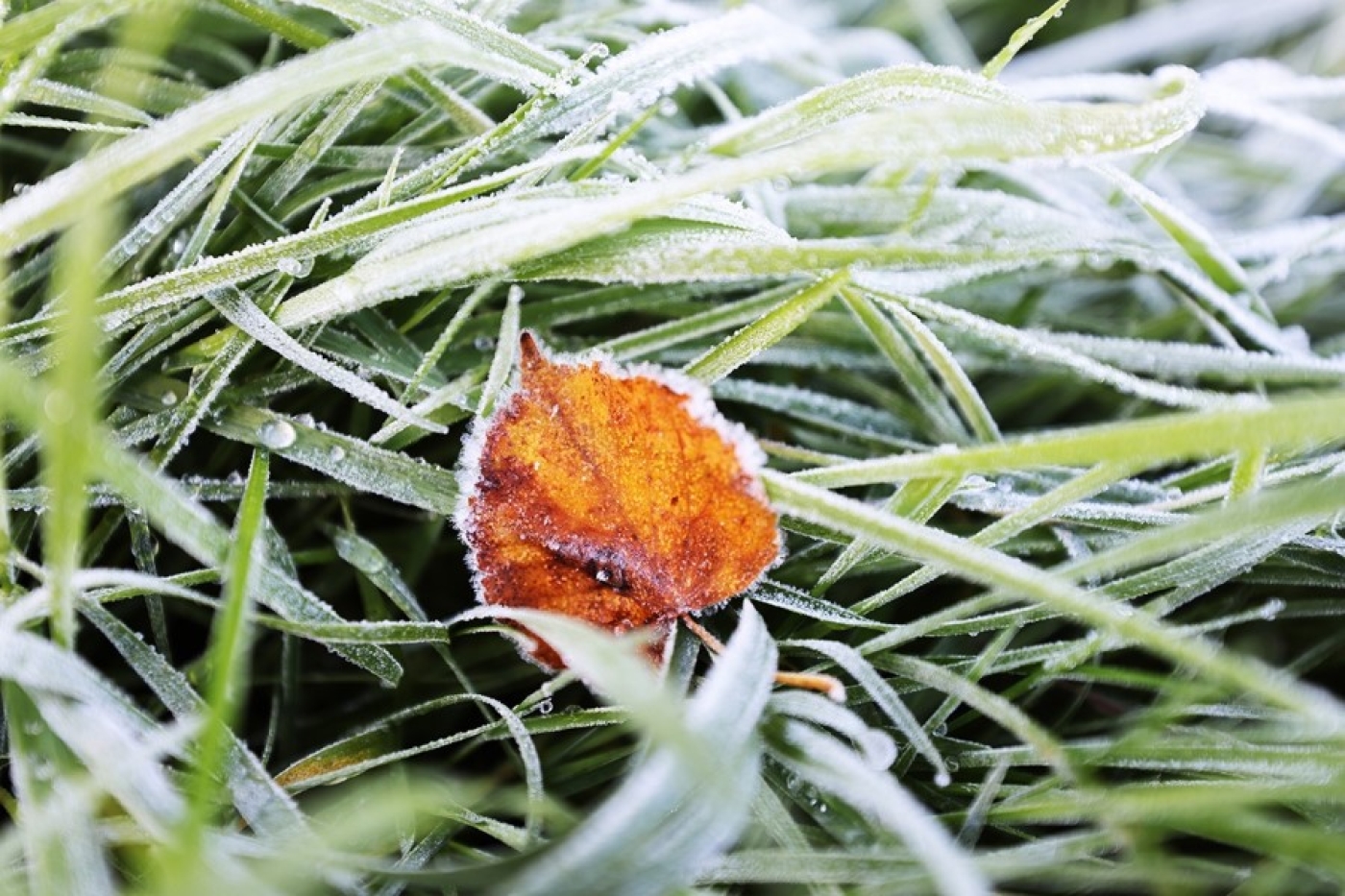 Слабый туман и до +5°С. Что надо знать белорусам о погоде сегодня