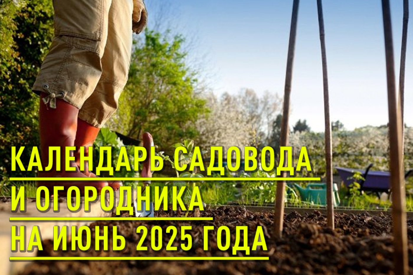 Календарь садовода и огородника на июнь 2025