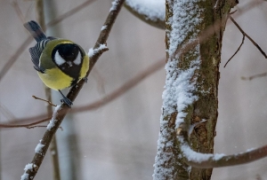 Прогноз погоды на 21 февраля: без существенных осадков, гололедица и до -21 °С