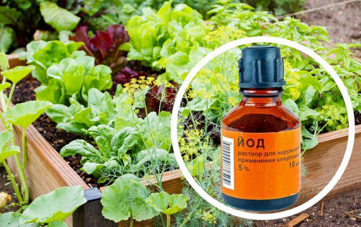 Чеснок желтеет. Чем подкормить?