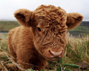 О состоянии животноводства в районе