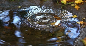 В Лунинецком районе в луже в лесном массиве утонул мужчина