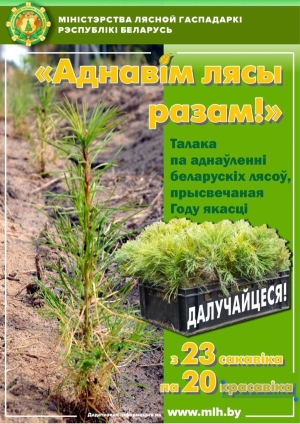 Акция «Восстановим леса вместе!» стартует на Березинщине