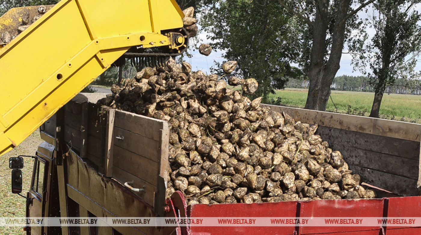 В Беларуси убрали сахарную свеклу с 55% площадей
