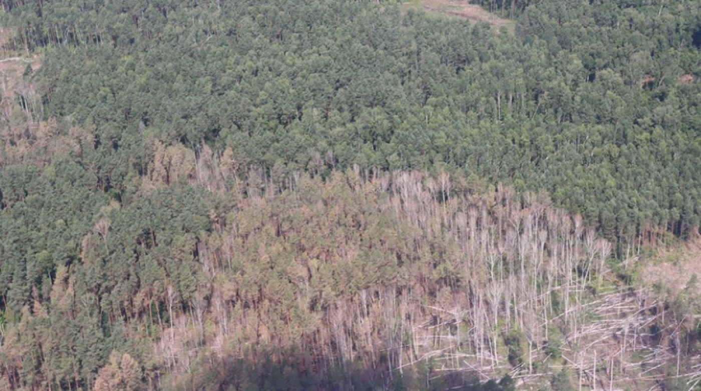 "Масштабных буреломов нет". Кулик осмотрел с воздуха ситуацию со складированием древесины