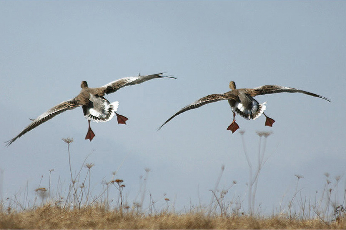 13 августа открывается сезон охоты на пернатую дичь