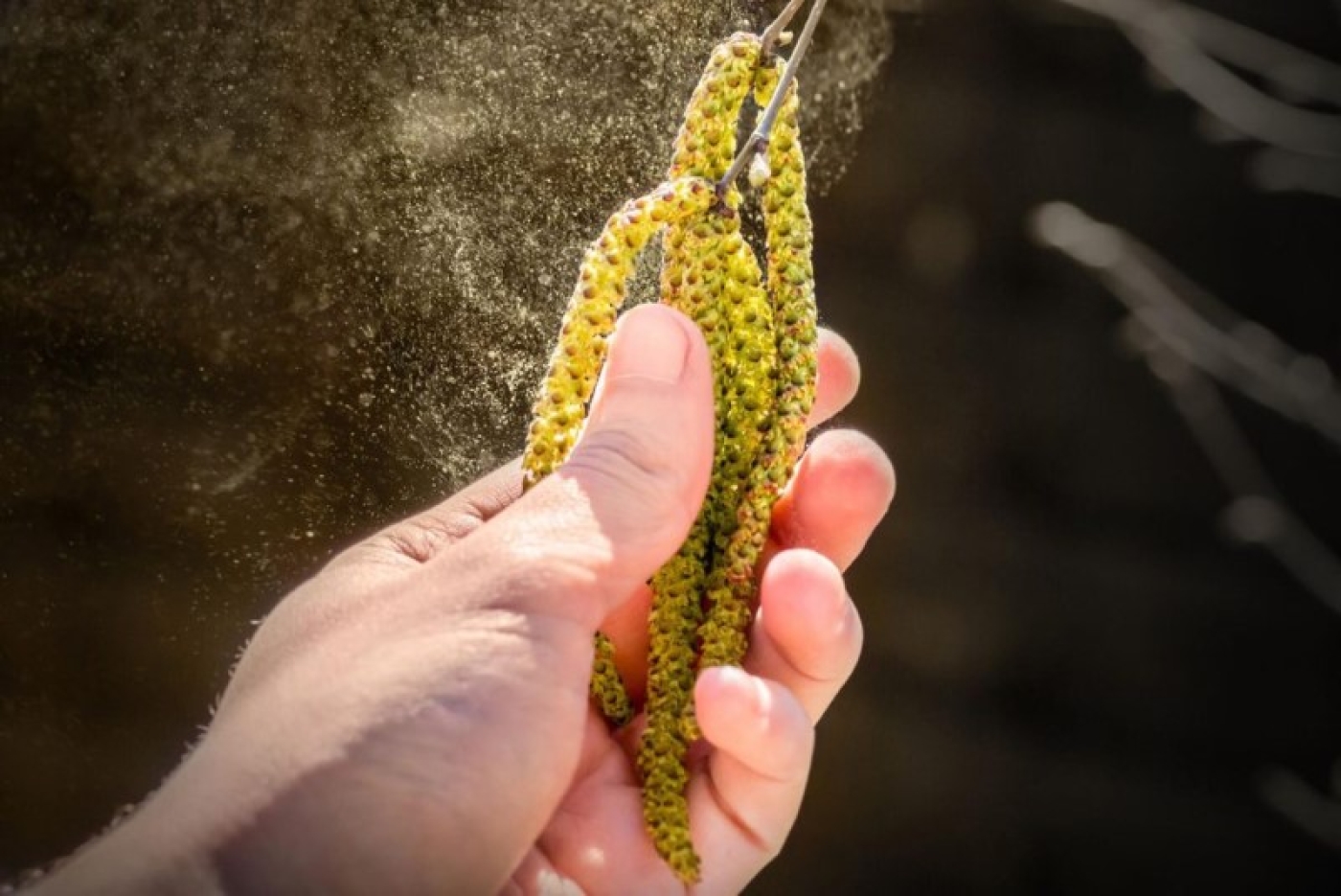 Весенняя аллергия: как пережить сезон цветения березы и других деревьев