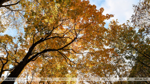 В Беларуси к 2030 году планируют снизить выбросы парниковых газов на 35%