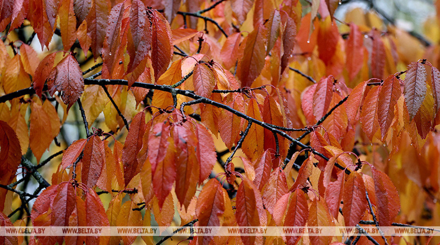 До +18°С, дожди и туман прогнозируются сегодня в Беларуси