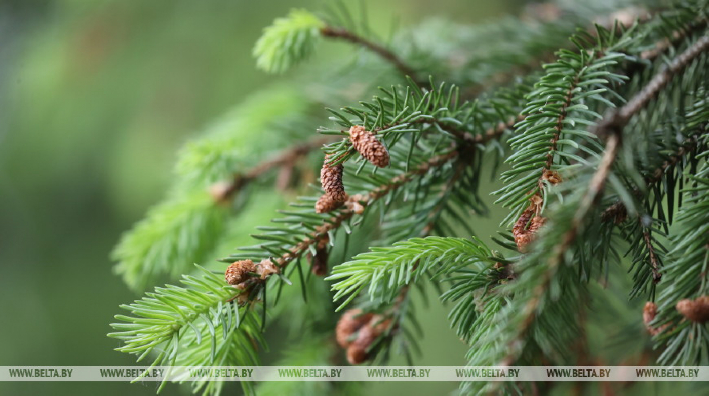 До +20°С и кратковременные дожди ожидаются в Беларуси 1 сентября