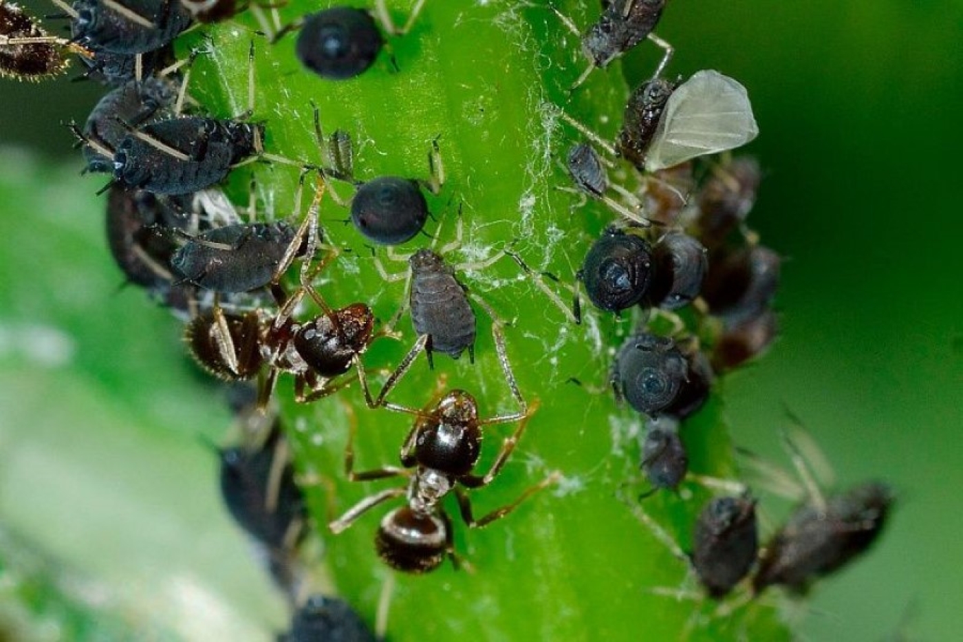 Если тля облепила все растения – избавляемся от нее за сутки