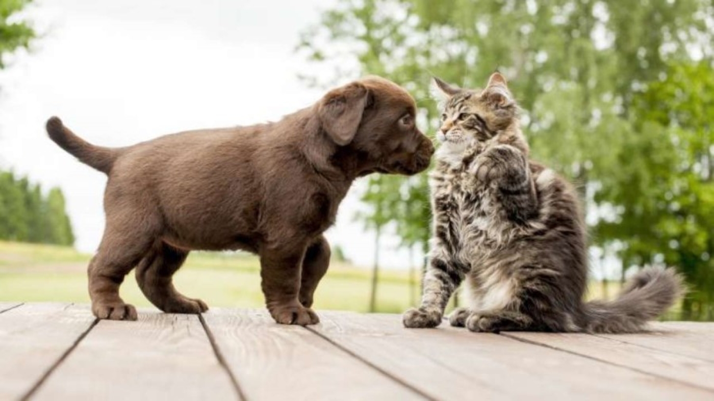 Минсельхозпрод рассказал, зачем нужно чипирование собак и кошек и будет ли введена такая обязанность