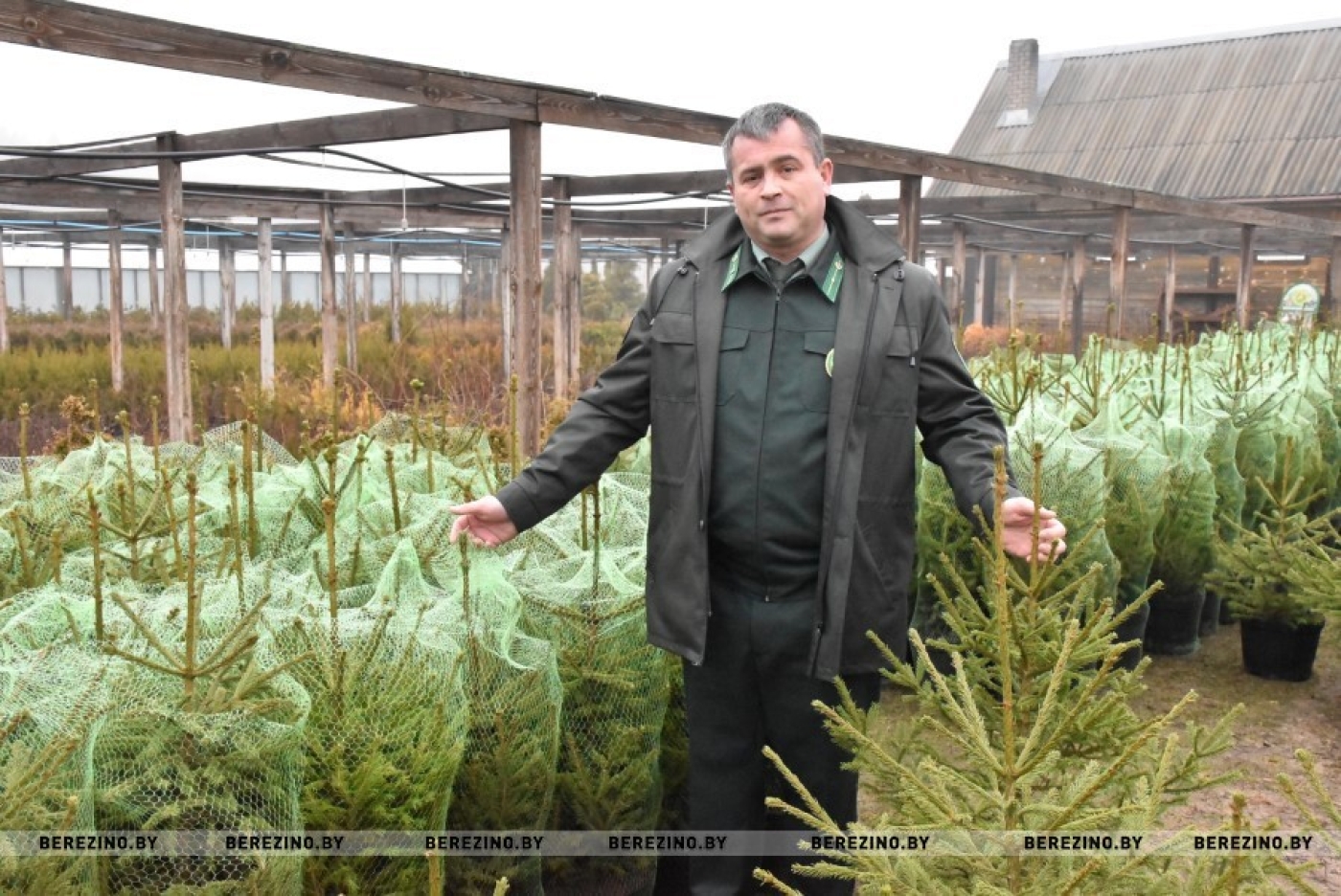 Там, где рождается лес