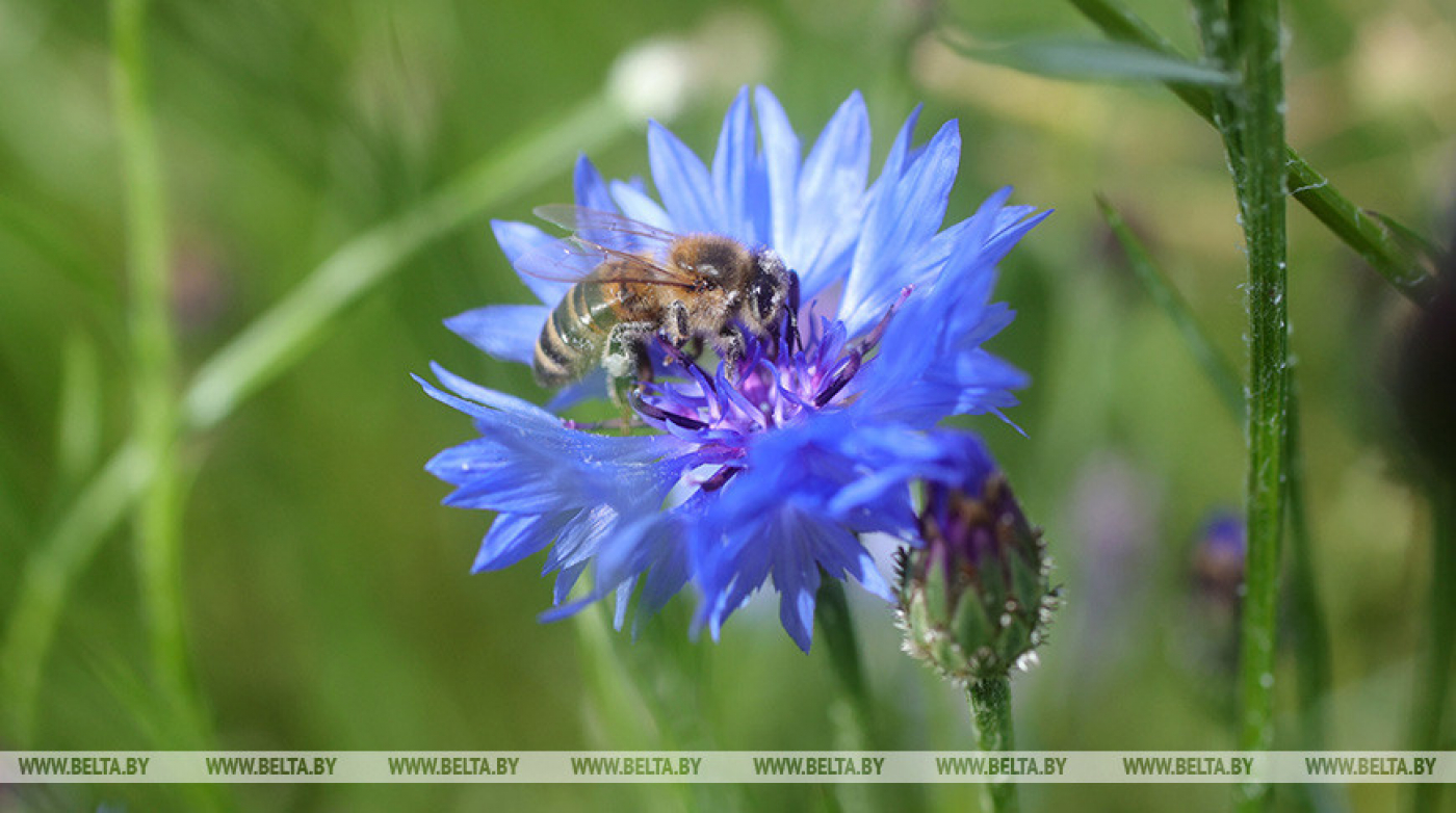 Сильные дожди и грозы прогнозируют в Беларуси 1 августа