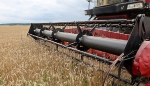 Более 9,7 млн тонн зерна с рапсом и кукурузой намолочено в Беларуси