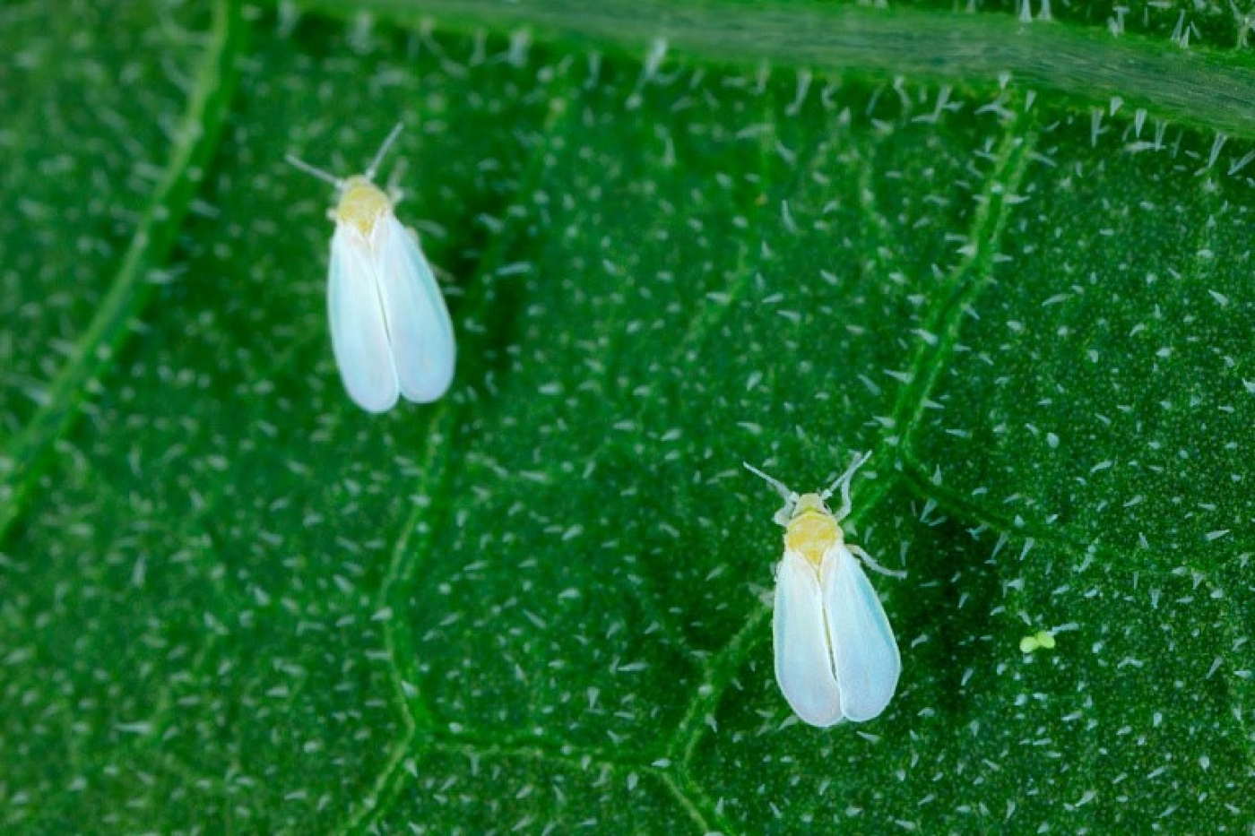 Простое средство для борьбы с белокрылкой