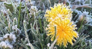 Ночные заморозки и порывистый ветер ожидаются в Беларуси 23 апреля