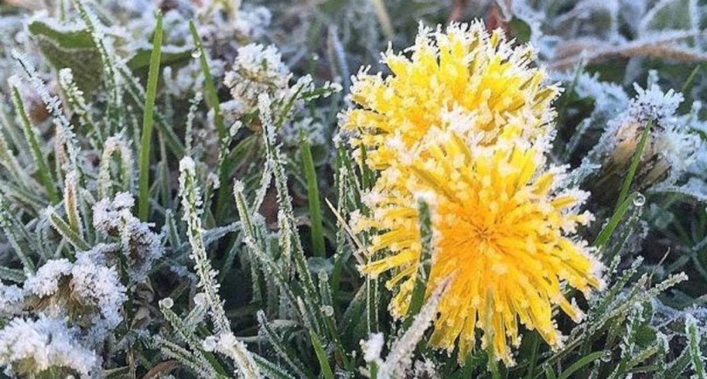 Ночные заморозки и порывистый ветер ожидаются в Беларуси 23 апреля