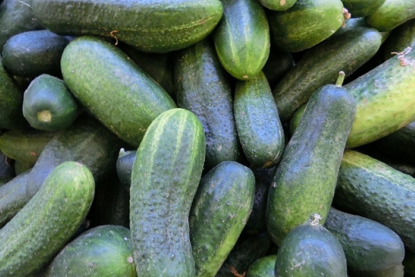 Урожай к началу осени: огурцы, которые можно высаживать в июле