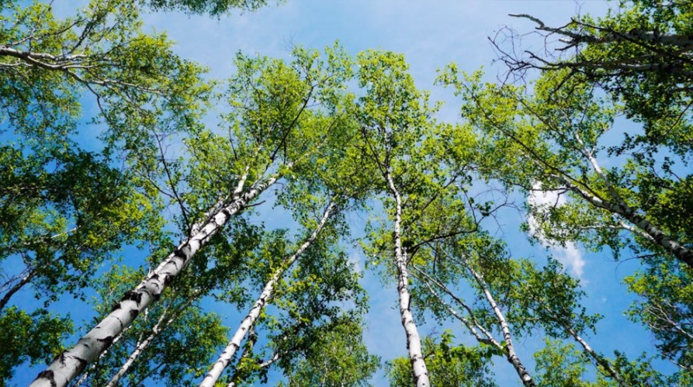 Деревья, злаки или сорные травы. Пыльца каких растений наиболее опасна для аллергиков?
