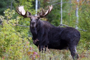 Жестокая охота