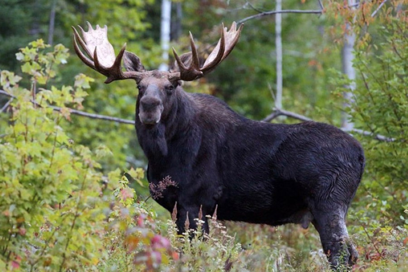 Жестокая охота