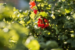 Вот что нужно сделать со смородиной, как только проклюнутся листья — урожай будете собирать ведрами