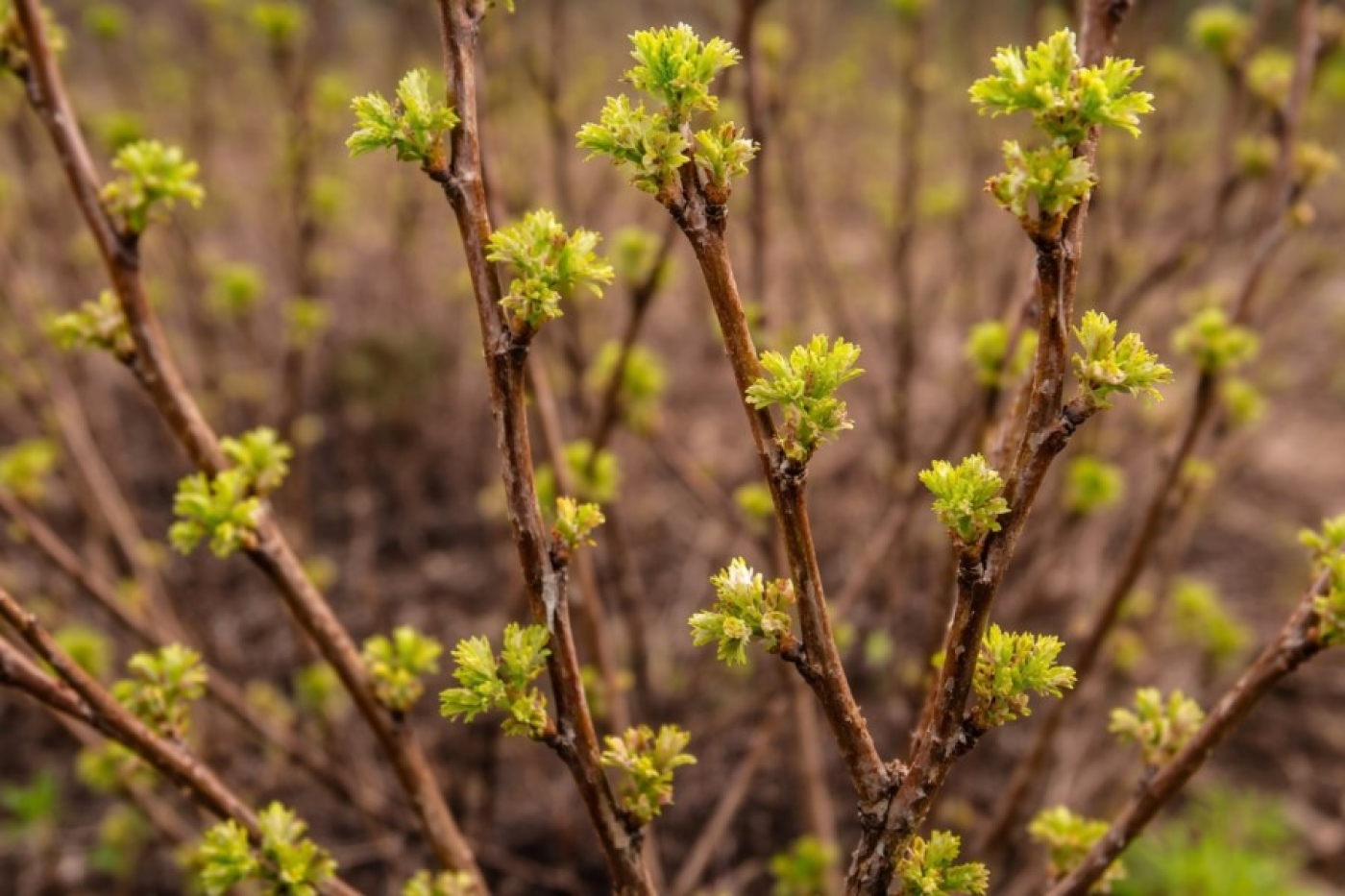 Вот что нужно сделать со смородиной, как только проклюнутся листья — урожай будете собирать ведрами